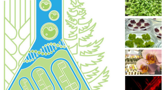 conference Cytobiology and Plant Biotechnology